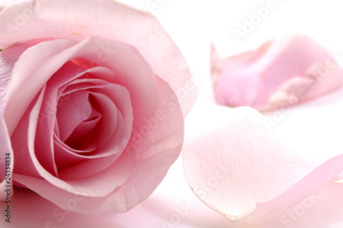 Close up of pink rose with petals