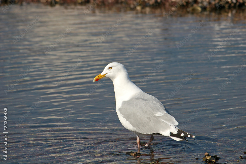 seagull seagull