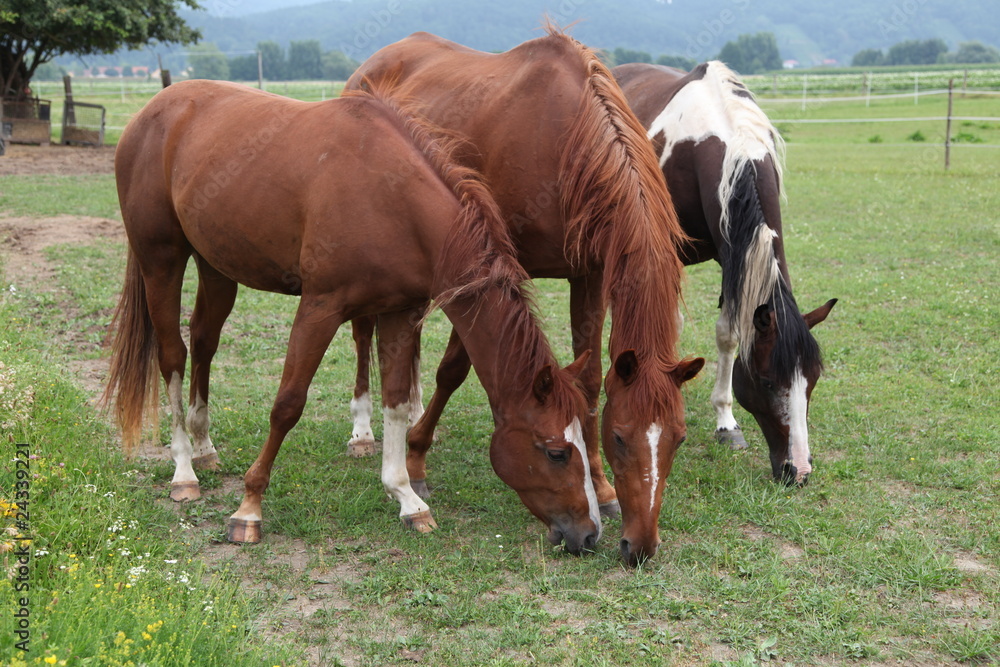 Obraz premium Drei dicke Freunde