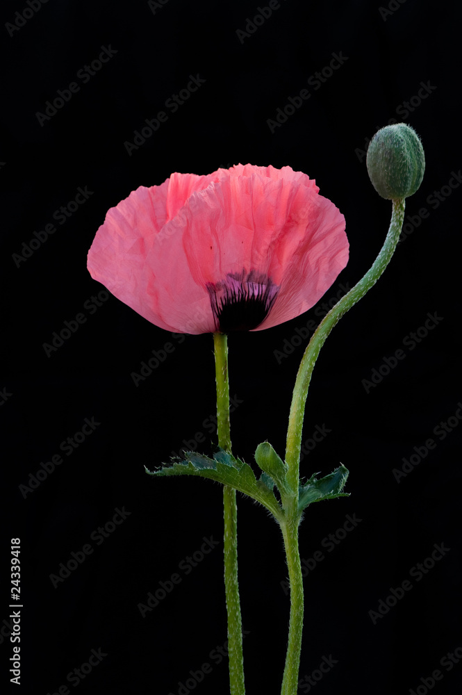Naklejka premium a poppy and flower-bud