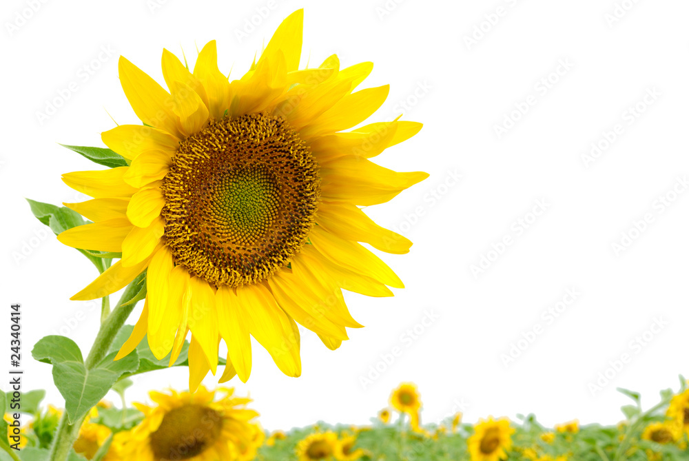 Obraz premium sunflower