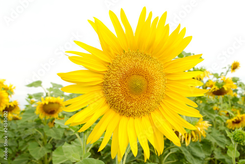 sunflower