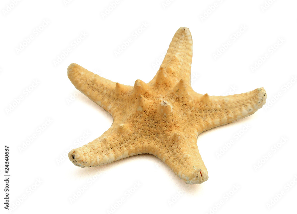Sea star little