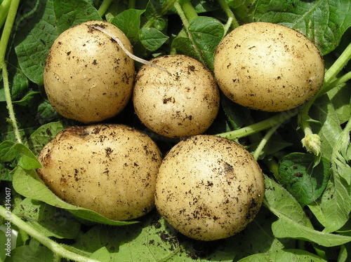 Five new potatoes  green background