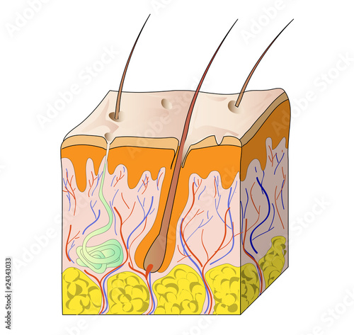 Human skin