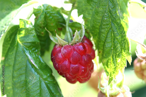 Raspberry fruit