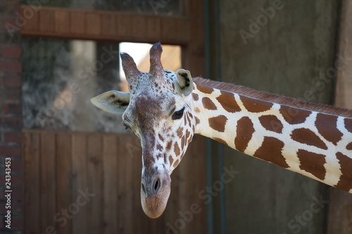Giraffe in Pose