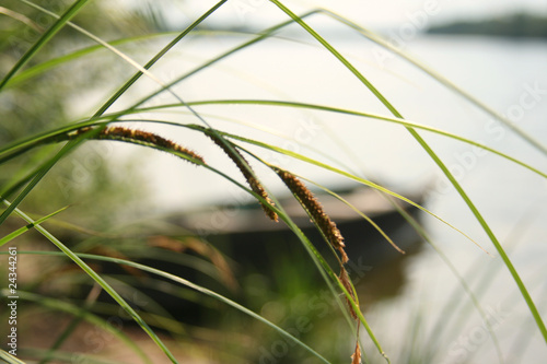grass&river