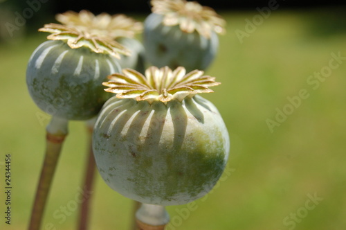 Poppy Capsules