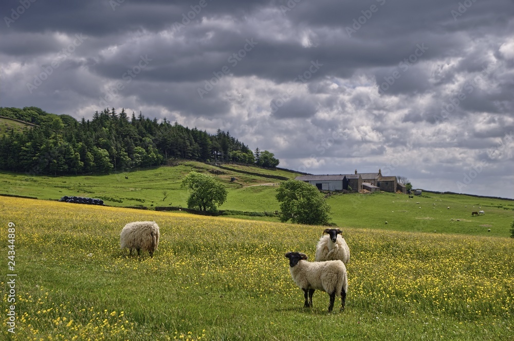Sheep in English Hay Meadow