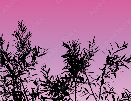 Tree sunset scene