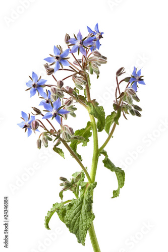 Fotografia Flowering borage at white background