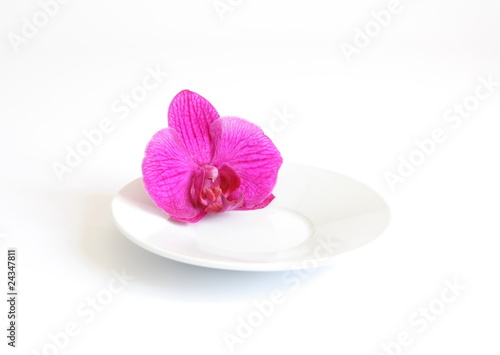 Pink orchid flower on plate isolated on white