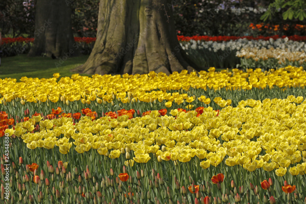 Gelbe Tulpen im Park  - Yellow tulips in the park