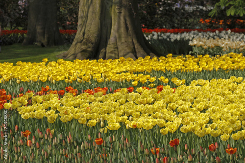 Gelbe Tulpen im Park - Yellow tulips in the park