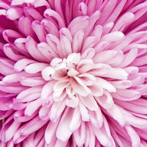 chrysanthemum