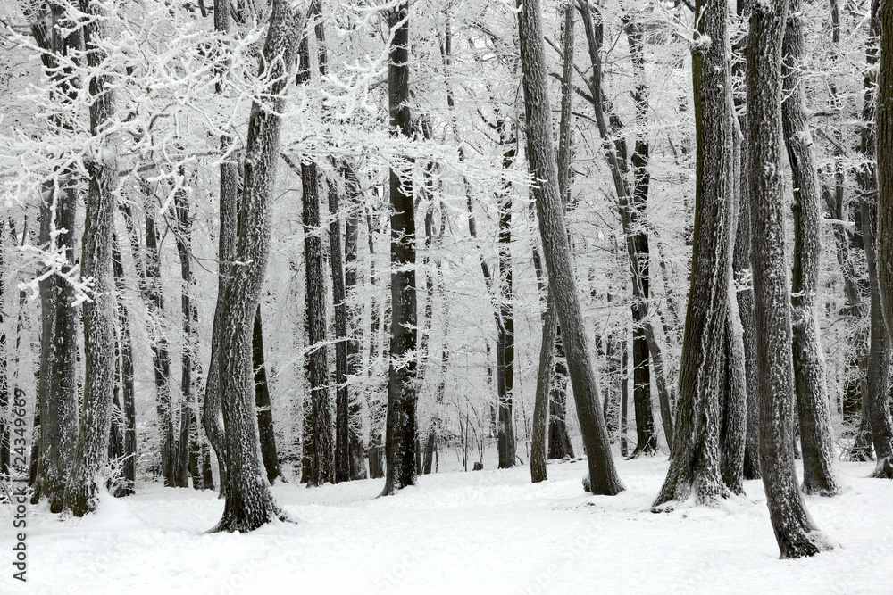 Winter tale in woods