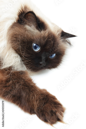 Fototapeta Naklejka Na Ścianę i Meble -  Cat