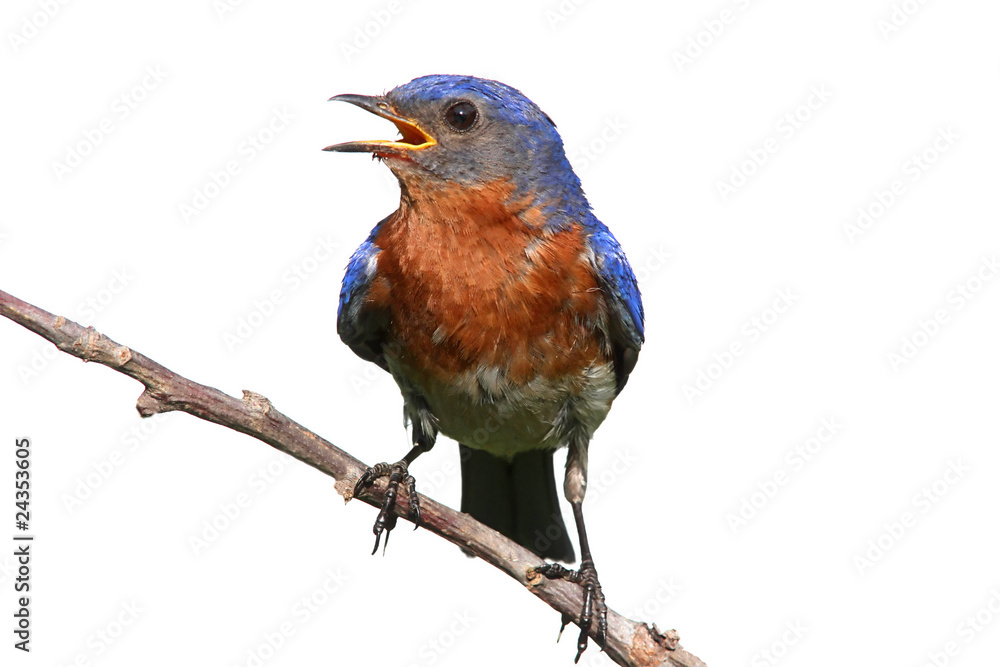 Isolated Bluebird On A Stick Isolated Bluebird On A Stick