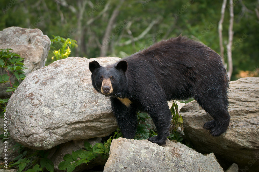 Naklejka premium Black Bear Animal Wildlife w górach zachodniej Karoliny Północnej