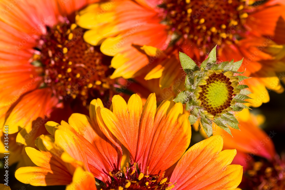 Beautiful bloom Beautiful bloom