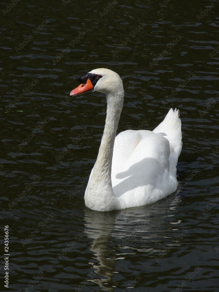 Cygne Cygne