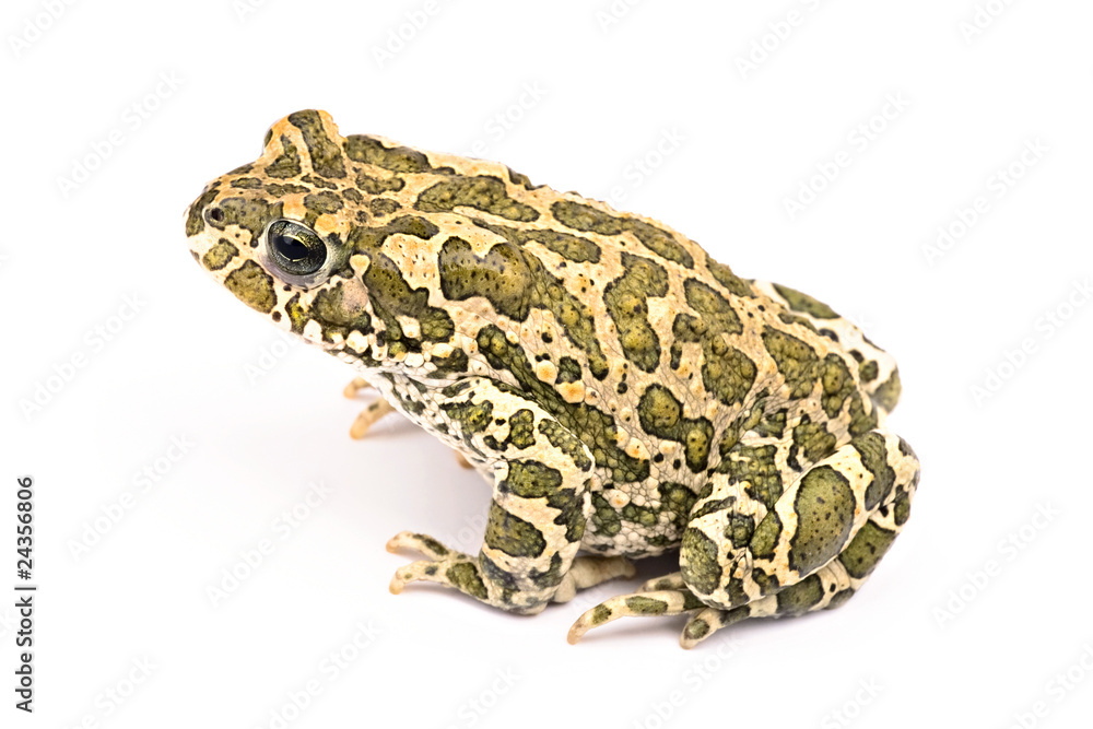 Fototapeta premium Colorful toad isolated on white background