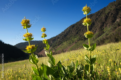 Gentiane jaune