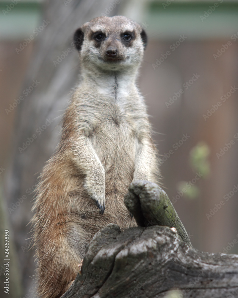 Fototapeta premium Suricata suricatta