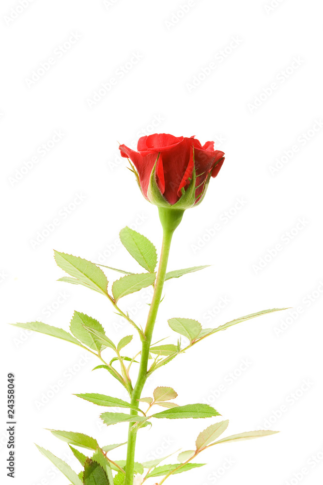 Rote Rose. Rote Rose.