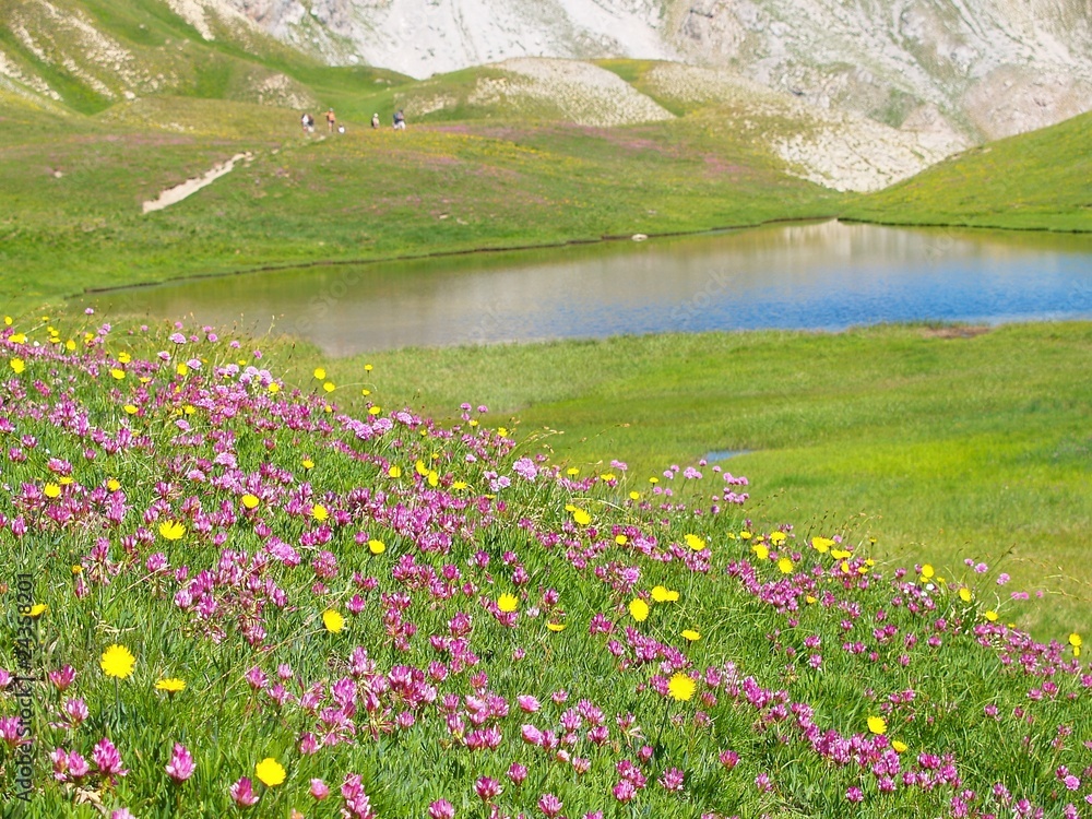 Obraz premium Fleurs et lac de montagne