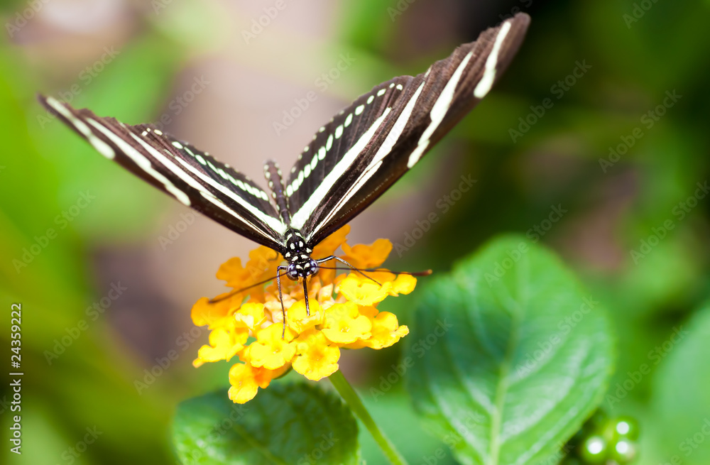 Fototapeta premium Beautiful butterfly on a small yellow flower