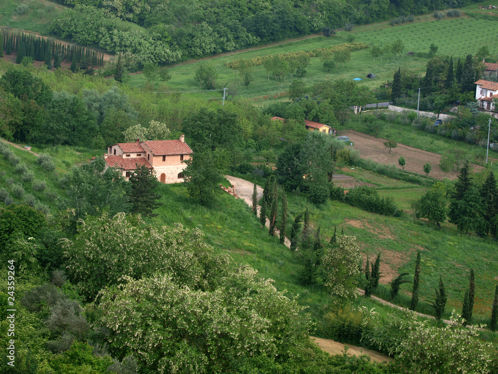 Villa in Tuscany amongst  olive groves
