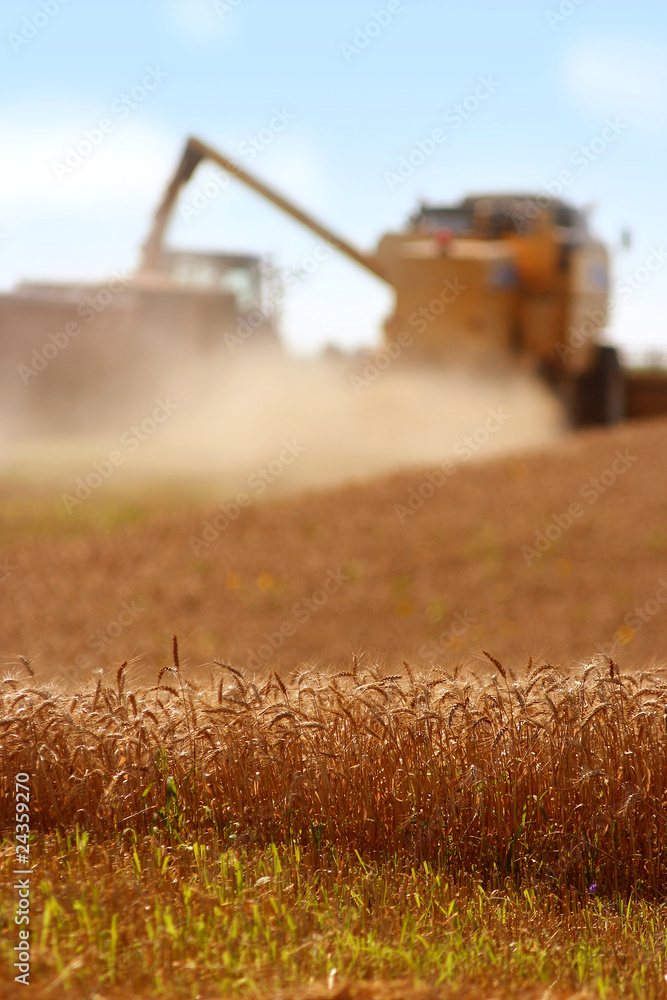 Fototapeta premium Harvesters