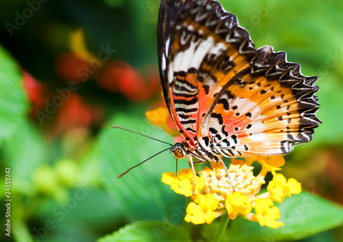 Beautiful orange butterfly on a small yellow flower #24359242