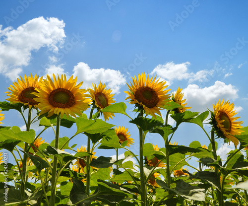 Sunflowers