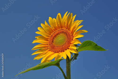 Sunflower isolated