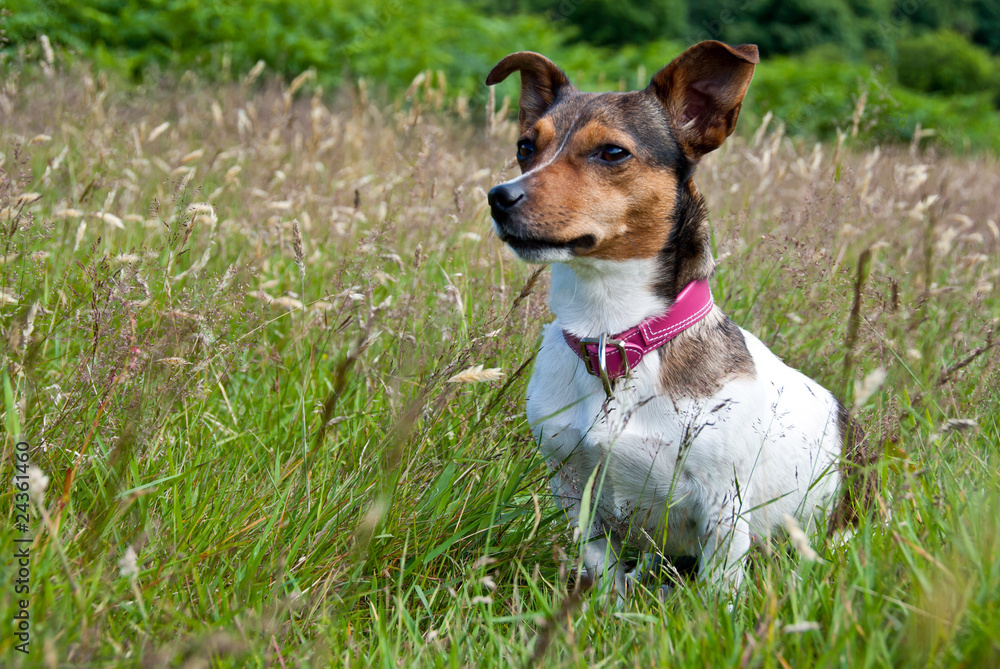 Jack Russel Terrier Sitting Calmly in High Grass Jack Russel Terrier Sitting Calmly in High Grass