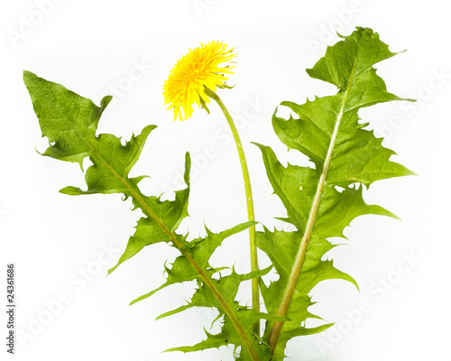 Fototapeta Naklejka Na Ścianę i Meble -  Taraxacum officinale, Dandelion