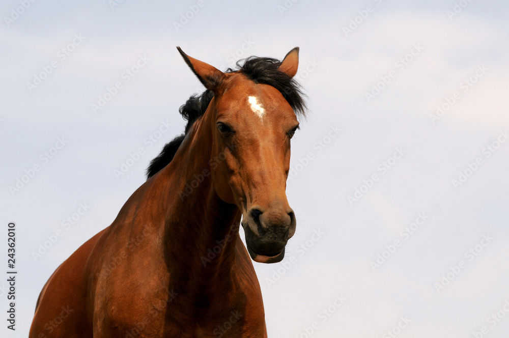 Obraz Brązowy koń