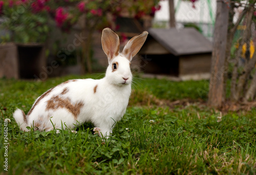 rabbit outdoors