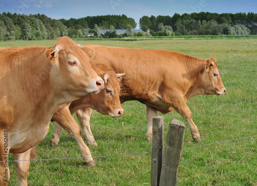Schilderij op canvas Young red bulls in meadow behind fence, shallow dof