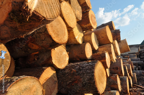 Trunks at a sawmill in German summer