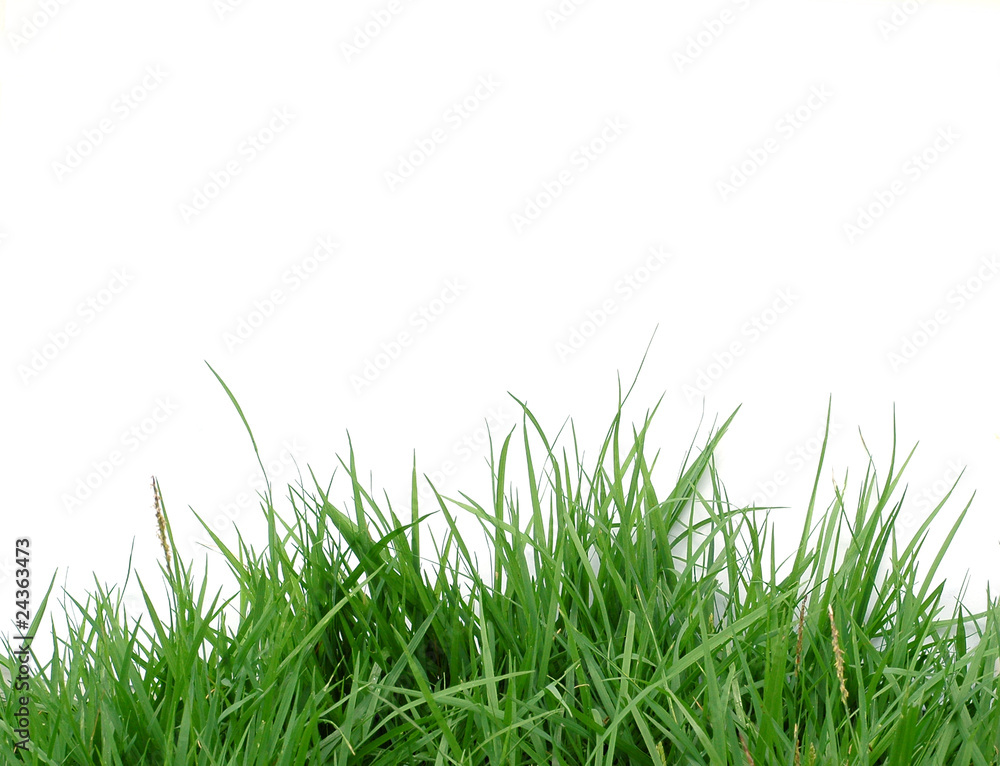 Fototapeta green grass on white background