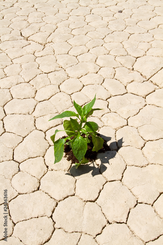 Fotografie Green vegetable growing on cracked desert ground