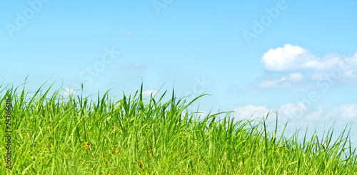Fototapeta Naklejka Na Ścianę i Meble -  Fresh green grass