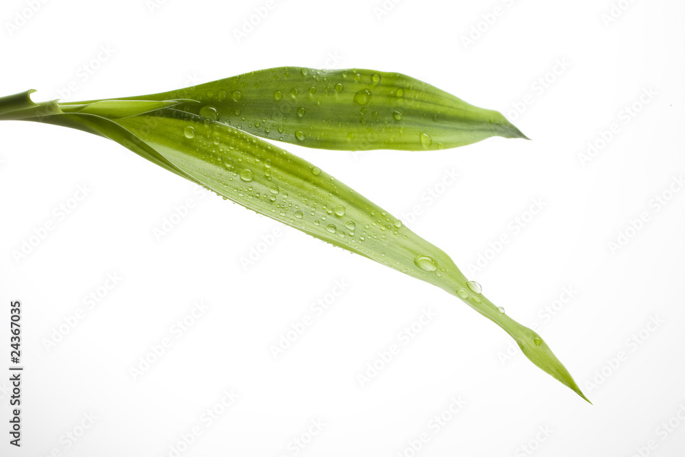 Fototapeta premium gouttes sur feuille verte