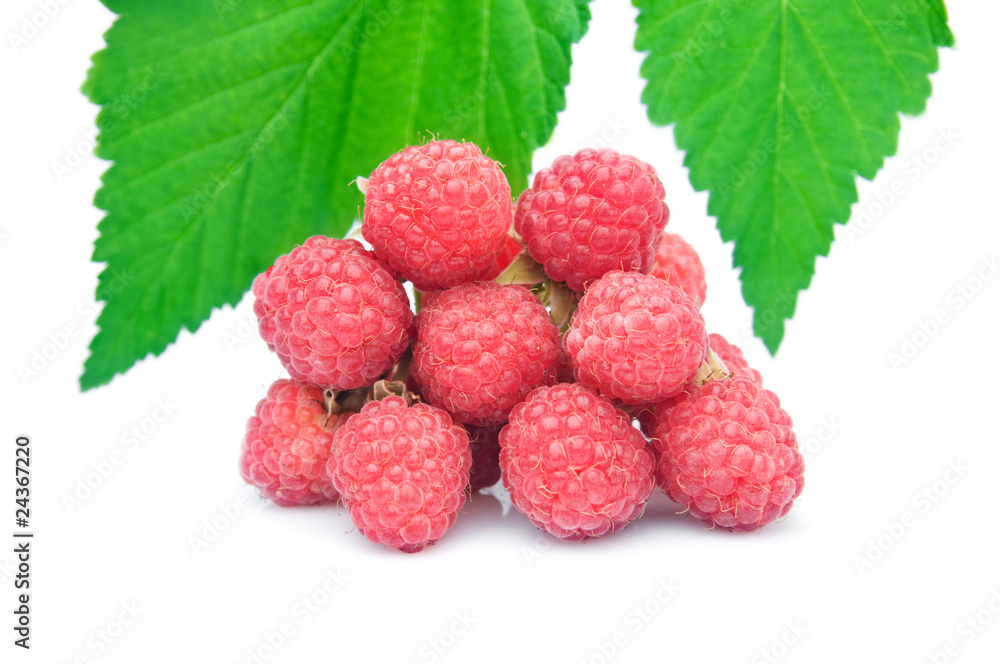 red raspberries and leaves isolated red raspberries and leaves isolated