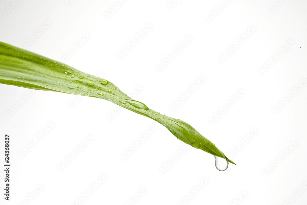 Fototapeta premium goutte d'eau sur feuille verte