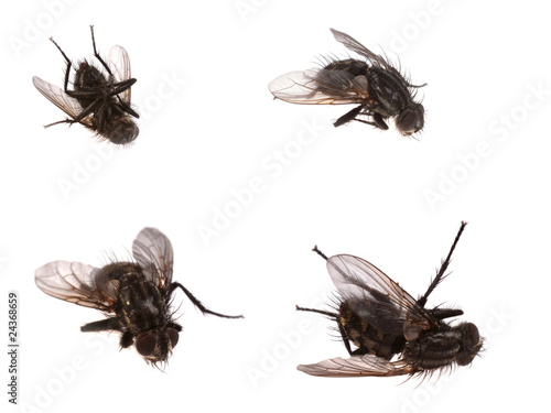 4 dead flies